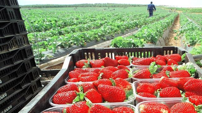 El mercado de la exportación de frutas mejora su logística