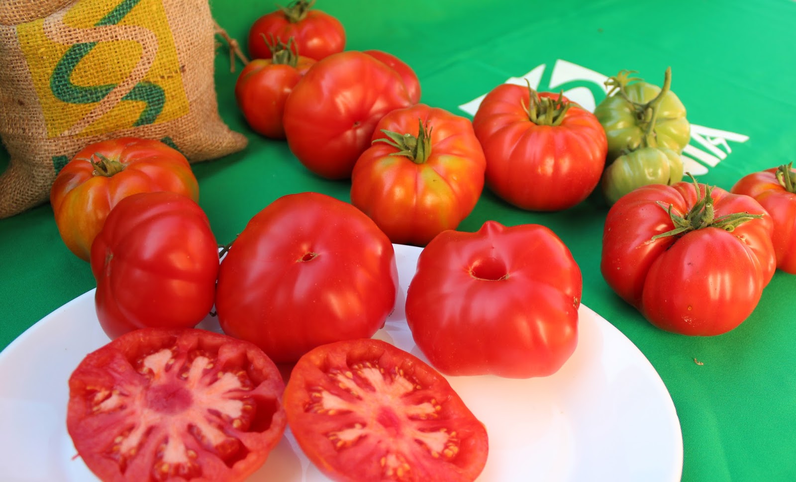 El tomate limachino renace para rememorar el sabor de antaño