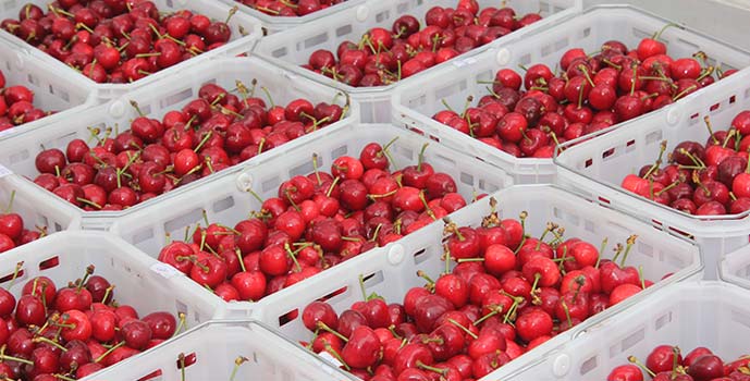 Chile y Japón acordaron protocolo de exportación de cerezas