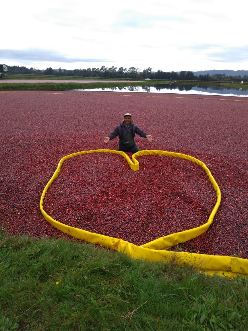 Cran Chile: el mayor productor de cranberries del mundo busca consolidar su posición en la industria alimentaria