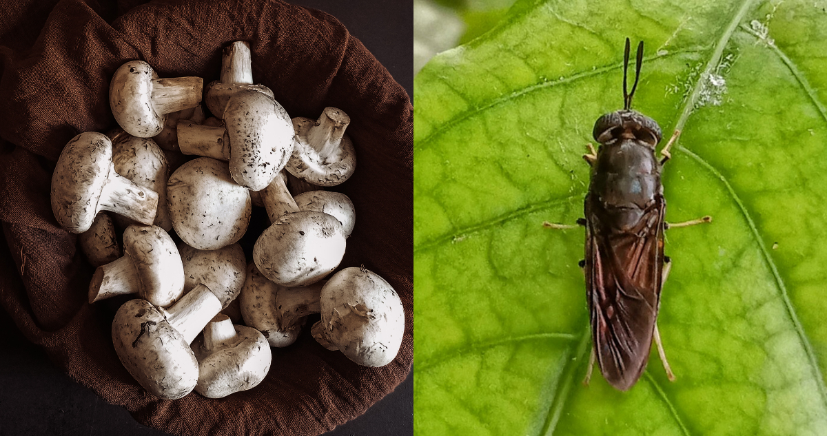 Con base a insectos y hongos: las variedades de proteínas que se exhibirán en Espacio Food & Service